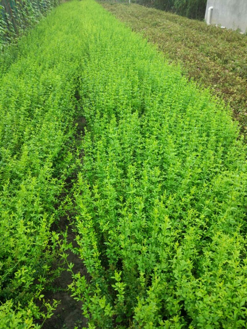 黄馨30~50cm裸根苗大量
