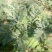 双星西瓜4斤打底8成熟1茬