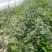 双星西瓜4斤打底8成熟1茬