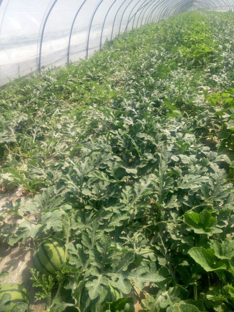 双星西瓜4斤打底8成熟1茬