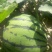 双星西瓜4斤打底8成熟1茬