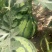 双星西瓜4斤打底8成熟1茬