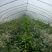 双星西瓜4斤打底8成熟1茬