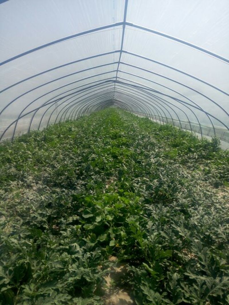 双星西瓜4斤打底8成熟1茬