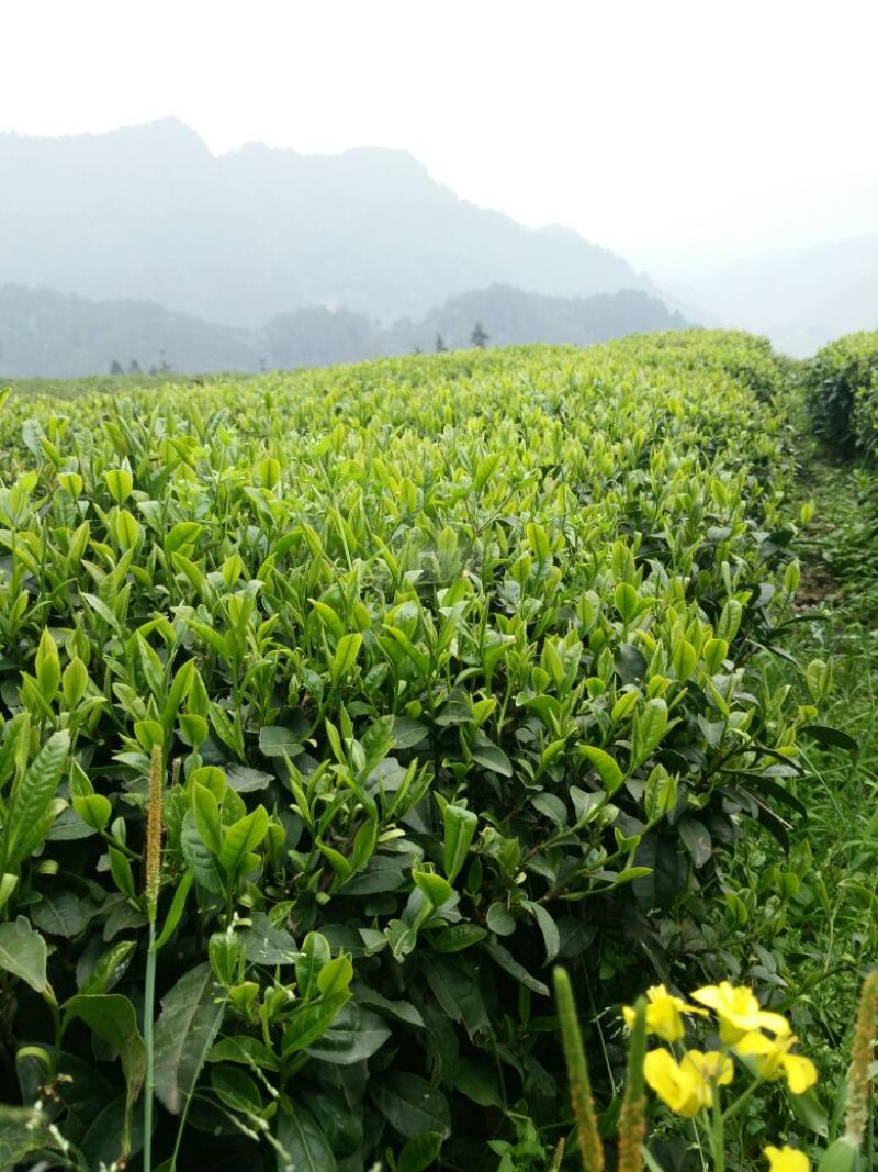 湖南恩施咸丰富硒绿茶，厂家直销，大量种植，价格优惠