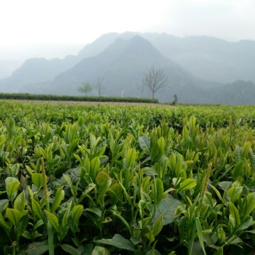 湖南恩施咸丰富硒绿茶，厂家直销，大量种植，价格优惠