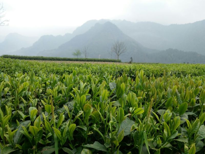 湖南恩施咸丰富硒绿茶，厂家直销，大量种植，价格优惠