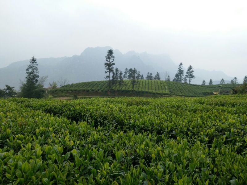 湖南恩施咸丰富硒绿茶，厂家直销，大量种植，价格优惠