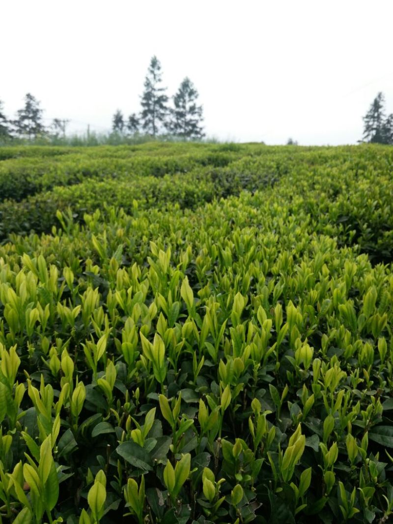 湖南恩施咸丰富硒绿茶，厂家直销，大量种植，价格优惠