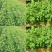花生收获机侧挂式