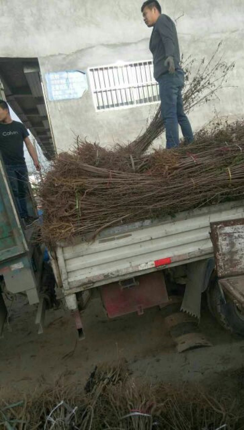 五角枫苗现场看货现起现发保证成活率，地头装车