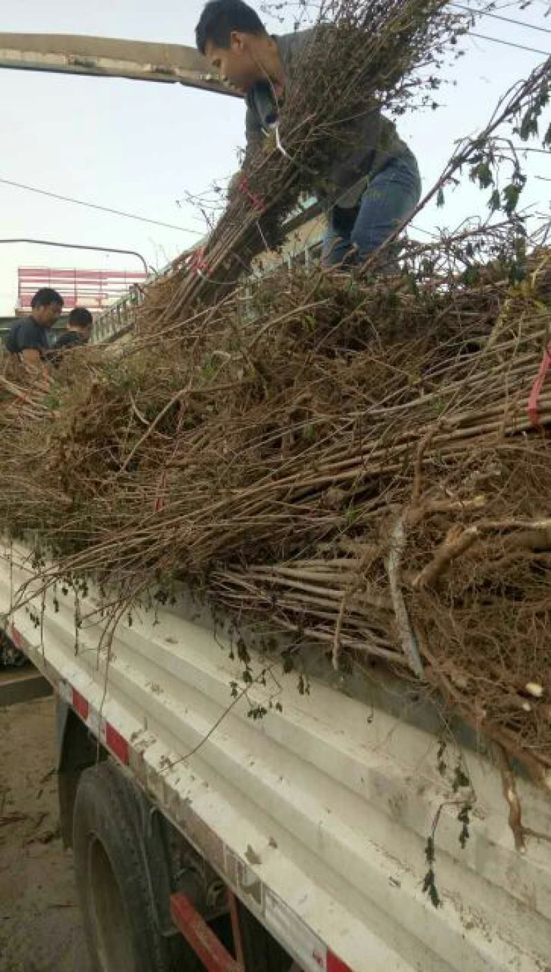 五角枫苗现场看货现起现发保证成活率，地头装车
