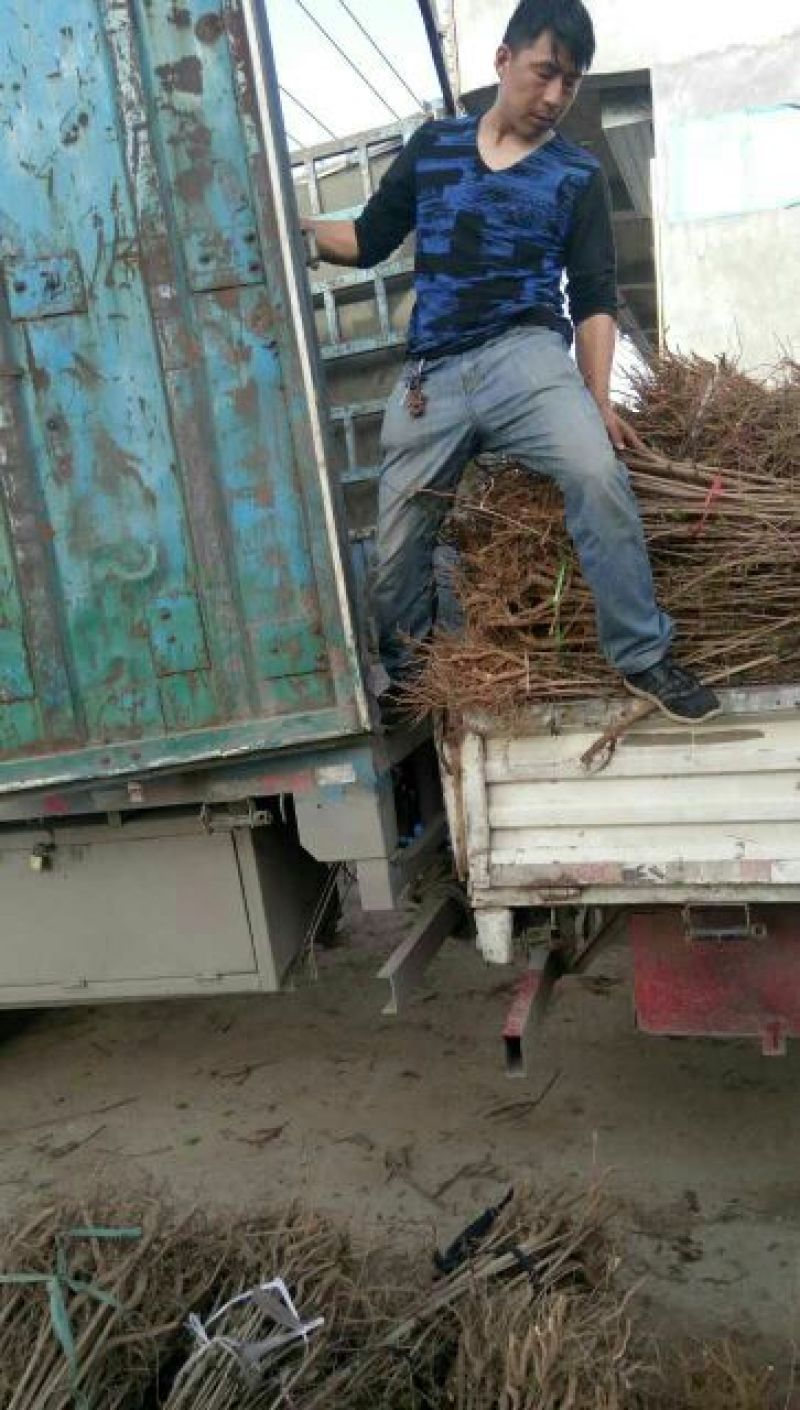五角枫苗现场看货现起现发保证成活率，地头装车