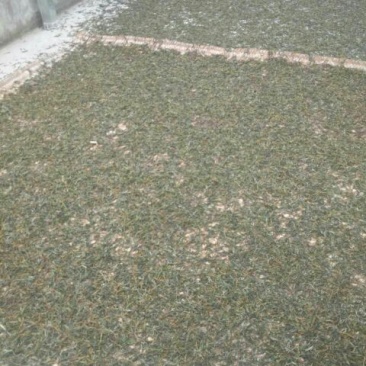 百年大树茶特级