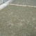 百年大树茶特级