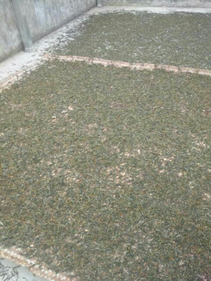 百年大树茶特级