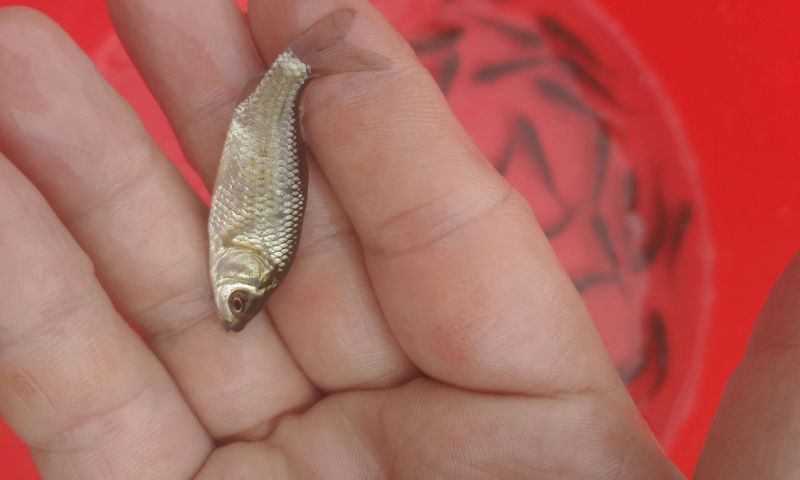 鲫鱼苗3~5公分
