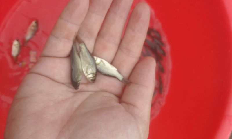 鲫鱼苗3~5公分