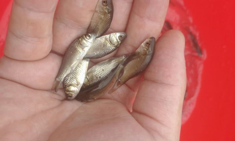 鲫鱼苗3~5公分