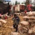 荷兰十五土豆1两以上