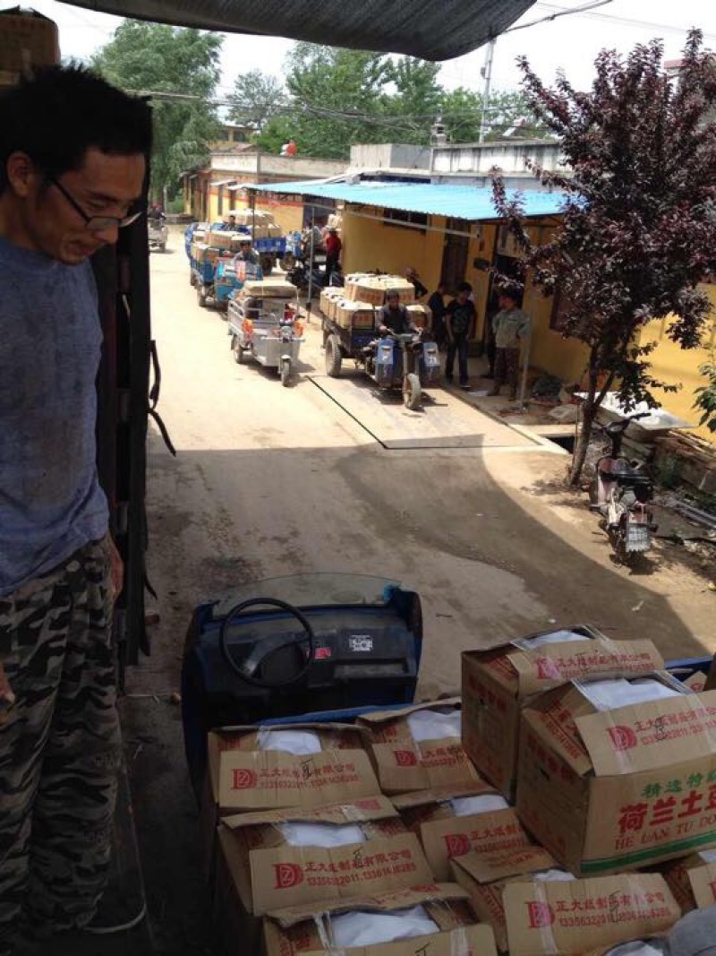 荷兰十五土豆1两以上