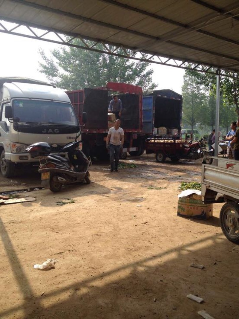 荷兰十五土豆1两以上