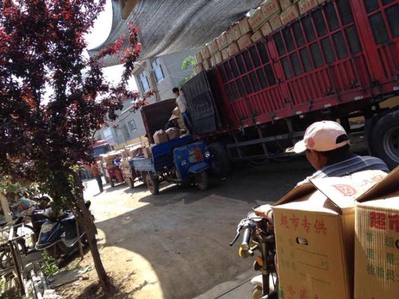 荷兰十五土豆1两以上