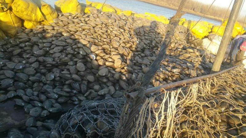 河蚌质量有保障，价格优。规格齐全