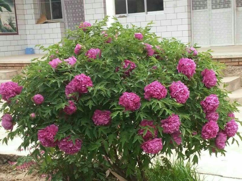 牡丹苗30~40cm
