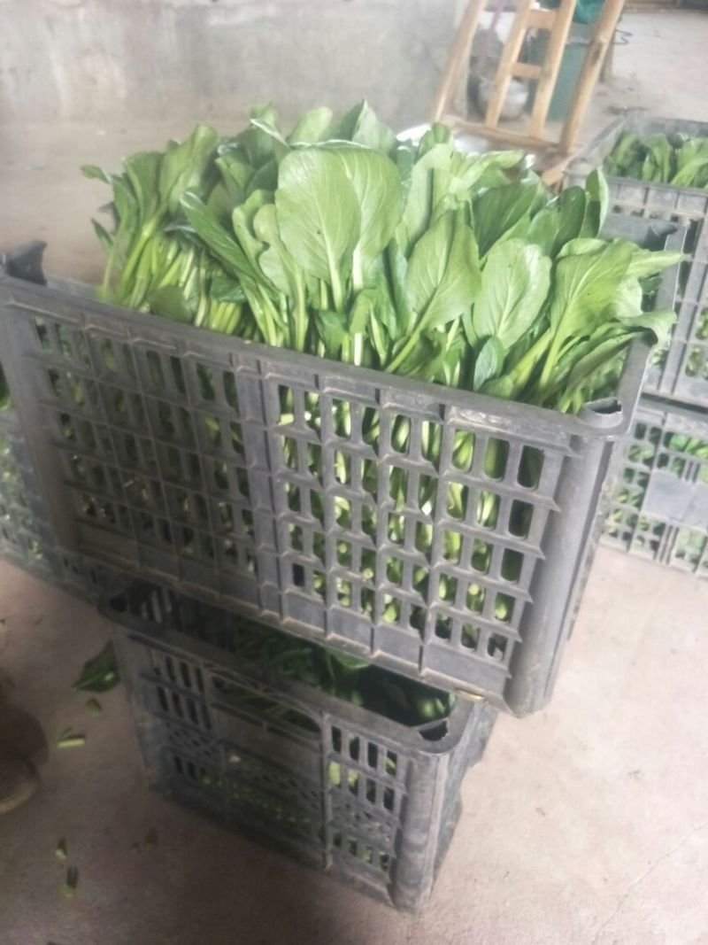 苔菜