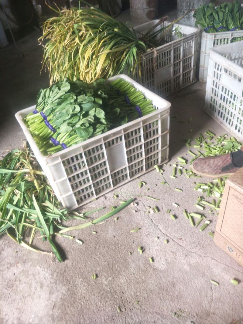 苔菜