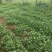 苔菜
