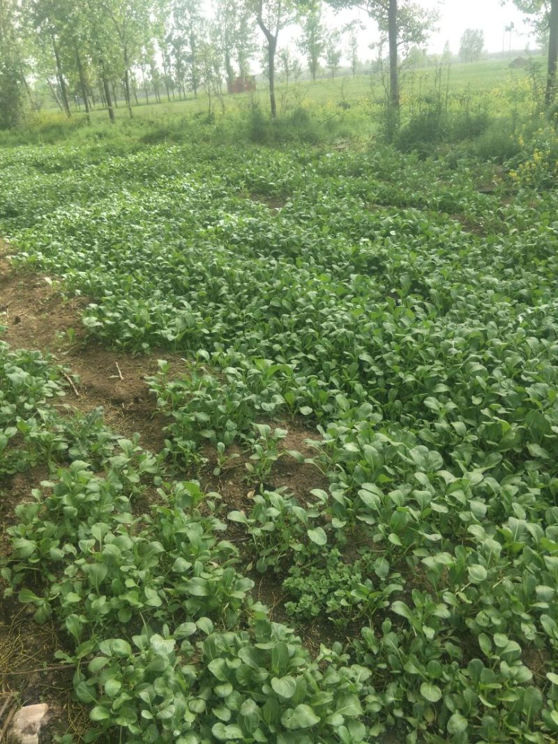 苔菜