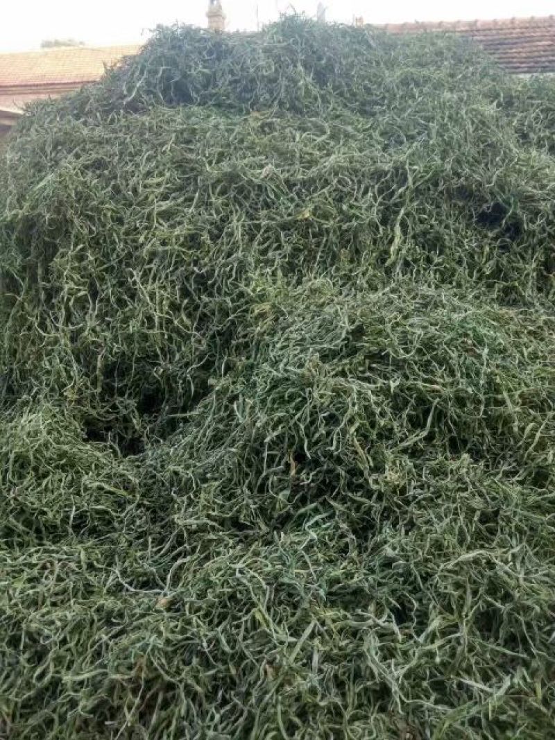 精品干豆角丝8~15厘米架豆王豆角丝蔚县贡菜之称