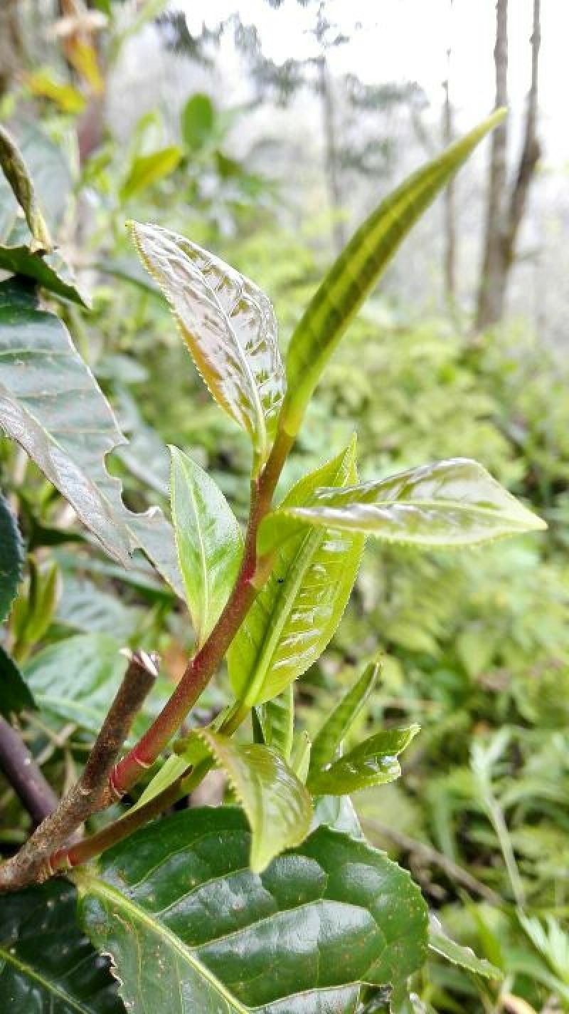 古树茶一级