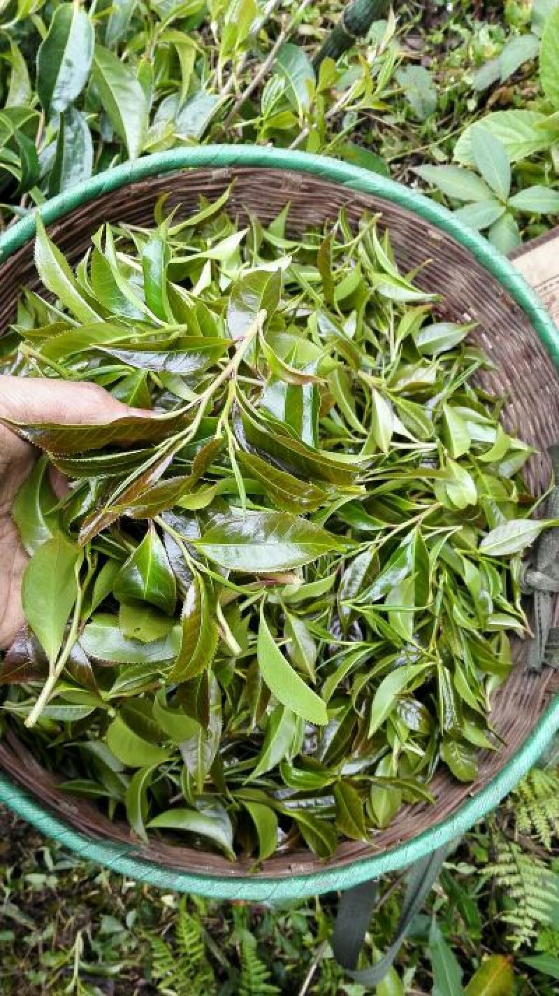 古树茶一级