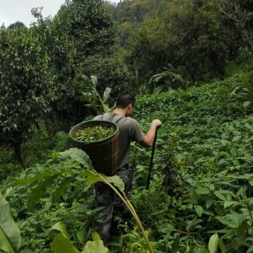古树茶一级