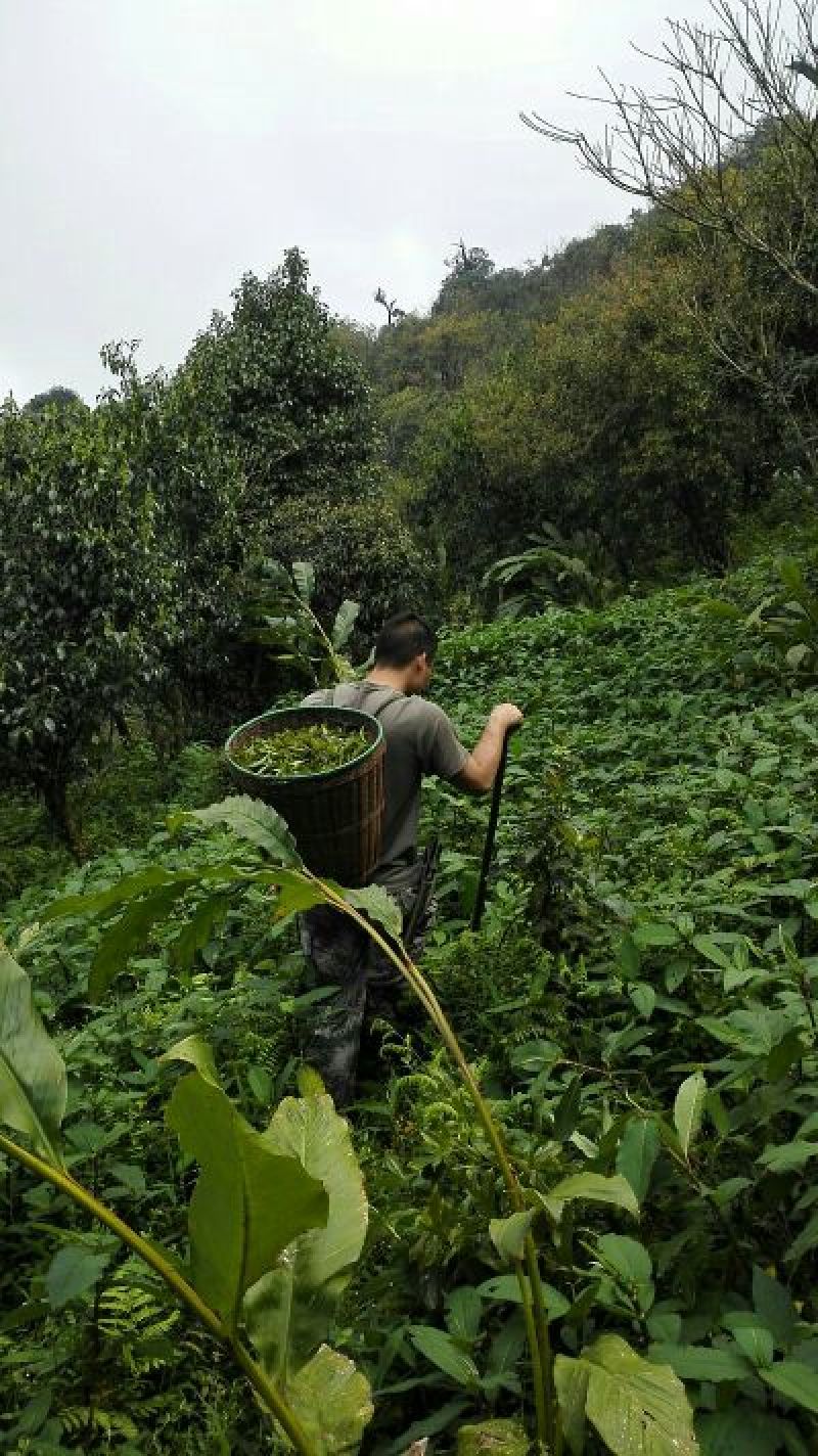 古树茶一级