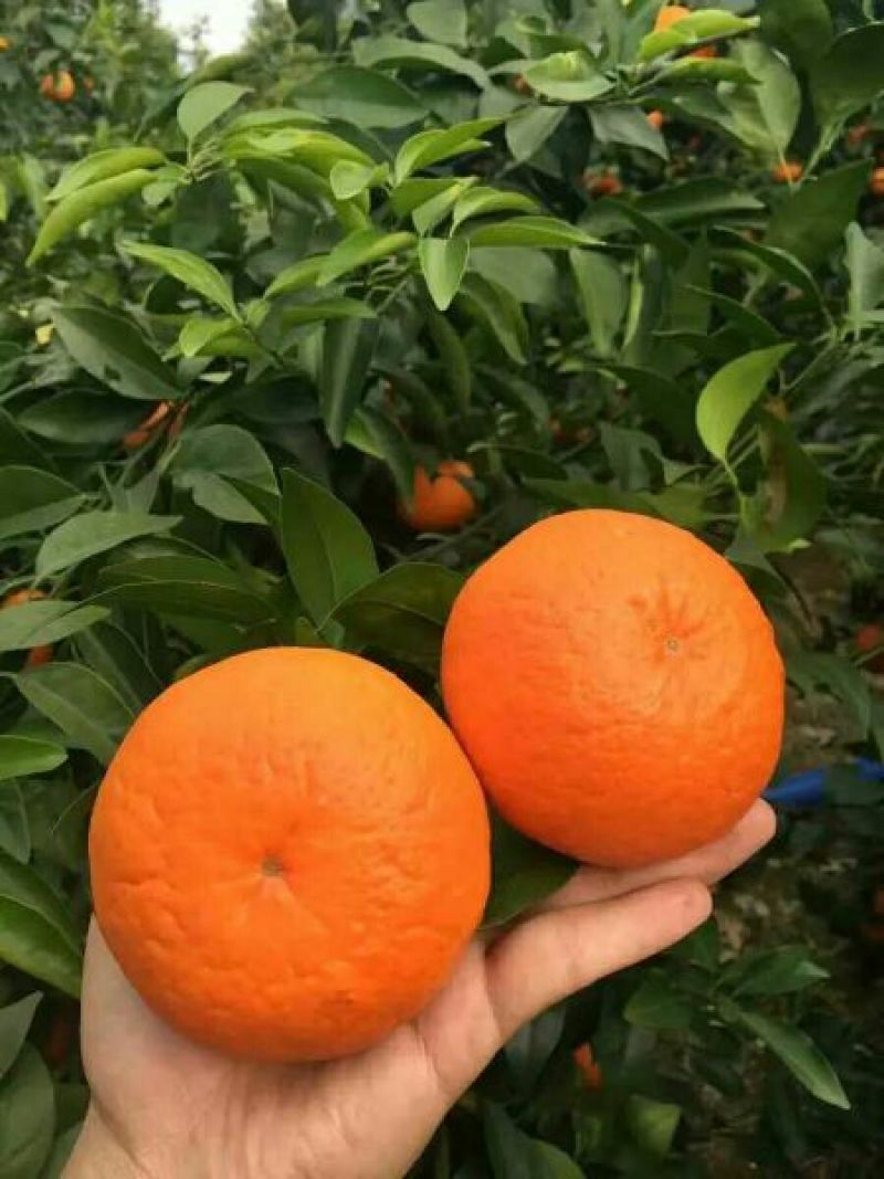 沃柑苗50~80cm