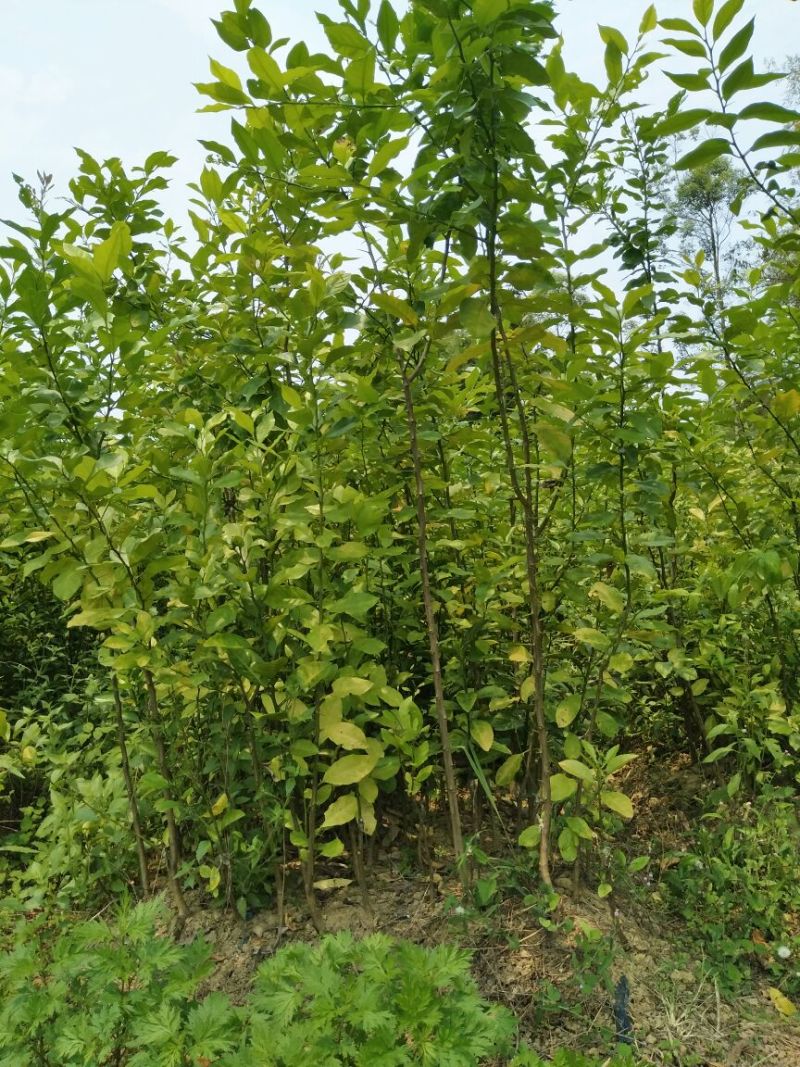 沃柑苗50~80cm