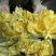 菠萝蜜