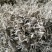 藤条茶一级