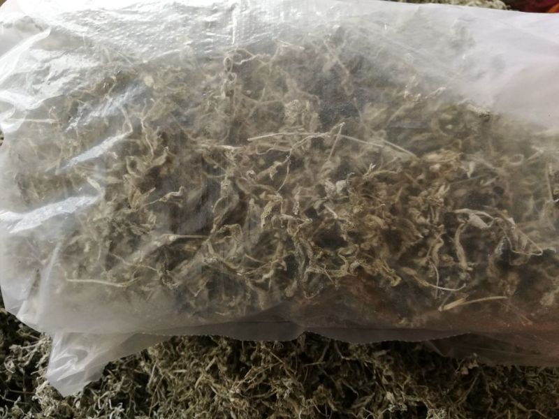 藤条茶一级