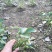 妙香7号草莓苗妙香草莓苗草莓苗一手货源品种纯