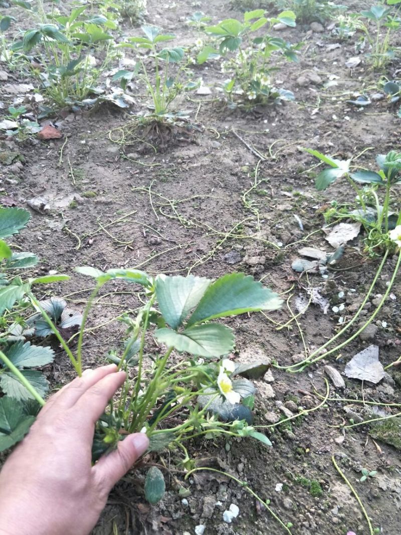 妙香7号草莓苗妙香草莓苗草莓苗一手货源品种纯
