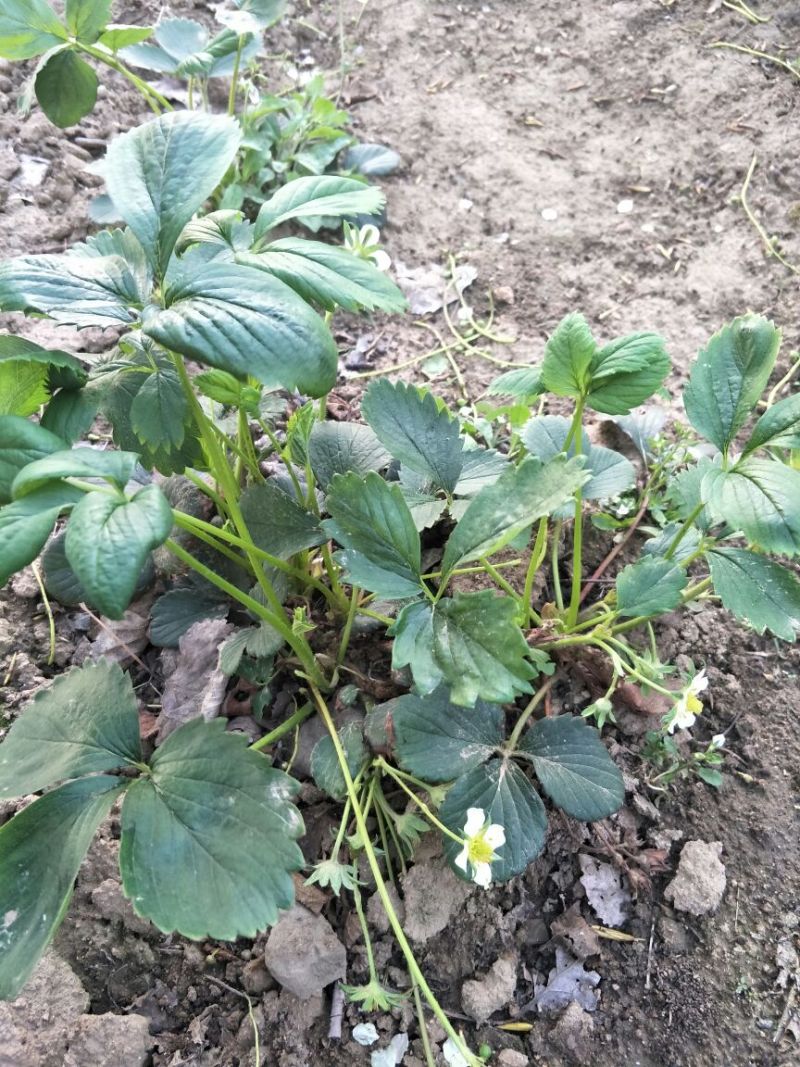 妙香7号草莓苗妙香草莓苗草莓苗一手货源品种纯