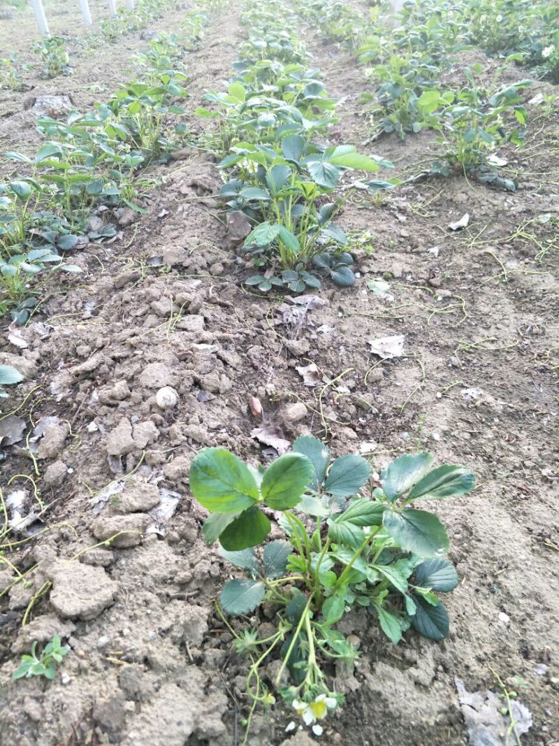 妙香7号草莓苗妙香草莓苗草莓苗一手货源品种纯