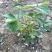 妙香7号草莓苗妙香草莓苗草莓苗一手货源品种纯