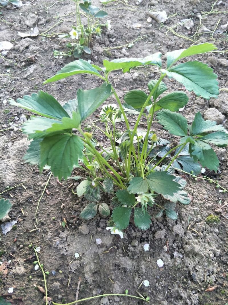 妙香7号草莓苗妙香草莓苗草莓苗一手货源品种纯