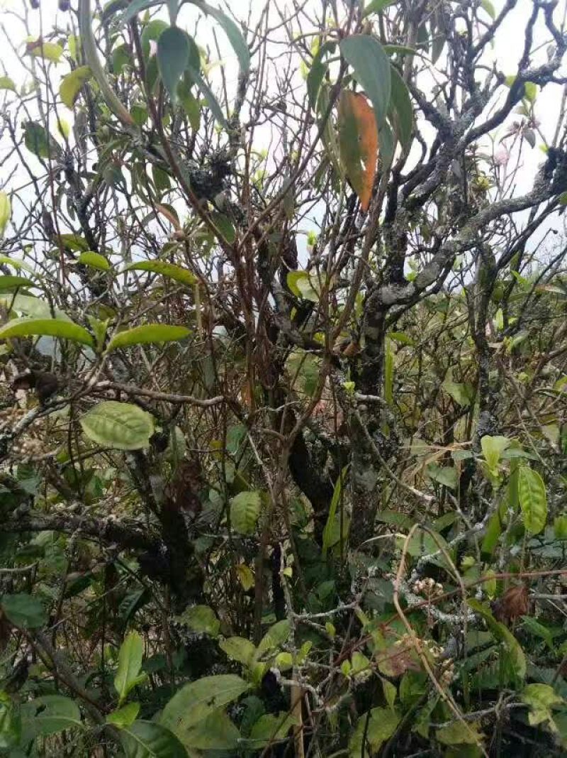 普洱茶特级